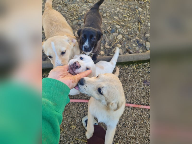 SUZUKI einzigartige Fellnase ;-)