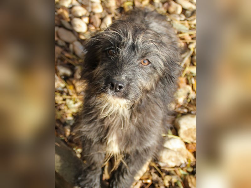 Freundlicher KAIRO möchte die Welt entdecken