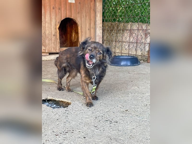 Hoppla - liebenswerte EMILIJA sucht ein liebevolles Zuhause