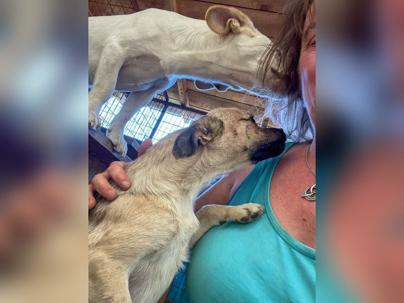 SMOKY sucht seine eigene Familie zum Spielen, Toben und Kuscheln ...