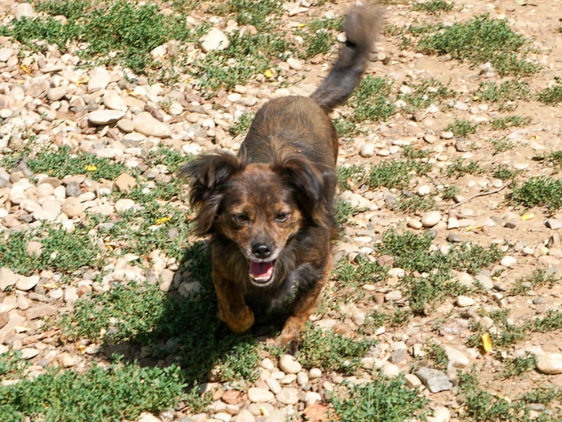 Kuckuck, wer schenkt Traumhündin EMILIJA ein liebevolles Zuhause? Kuckuck, wer schenkt Traumhündin EMILIJA ein liebevolles Zuhause?