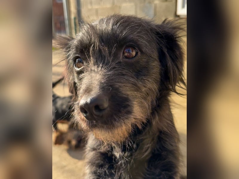 RAMONA freundlich, aufgeweckt sucht Ihre Abenteuer-Menschen !