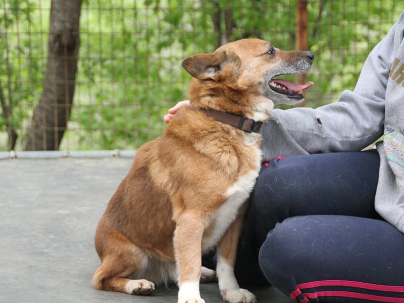 Kuckuck, zauberhafter AMON sucht liebevolle Familie Kuckuck, zauberhafter AMON sucht liebevolle Familie