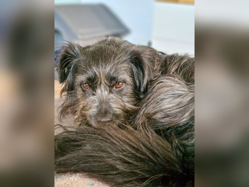 RAMONA, schon MAMA aber selbst noch auf der Suche nach Ihrem großen Glück - EIGENE HUNDEELTERN !