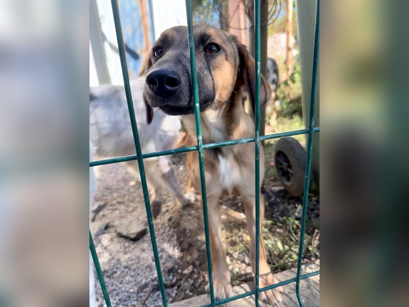 Schlaue ALMA sucht ein für immer Zuhause