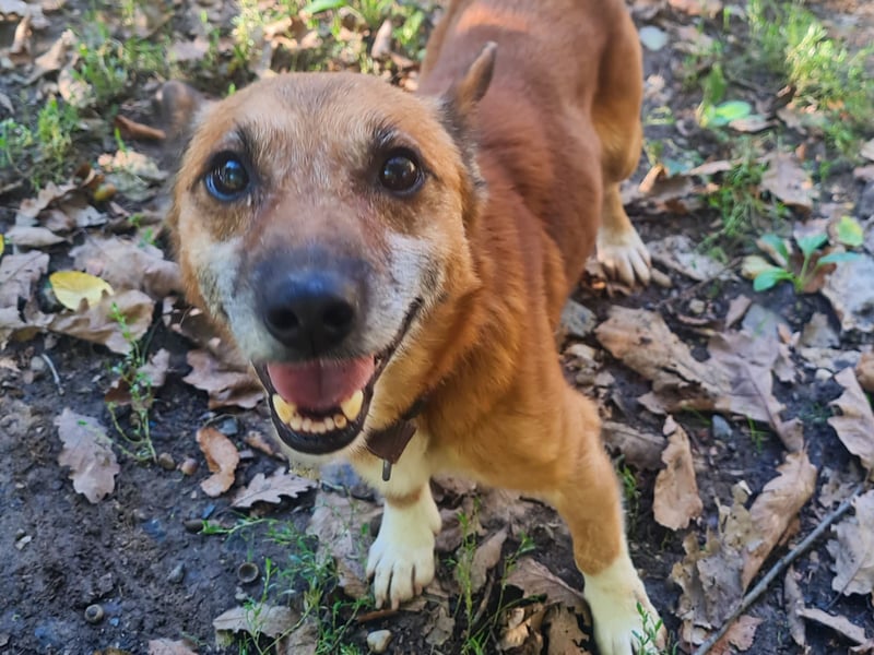 Kuckuck, zauberhafter AMON sucht liebevolle Familie Kuckuck, zauberhafter AMON sucht liebevolle Familie