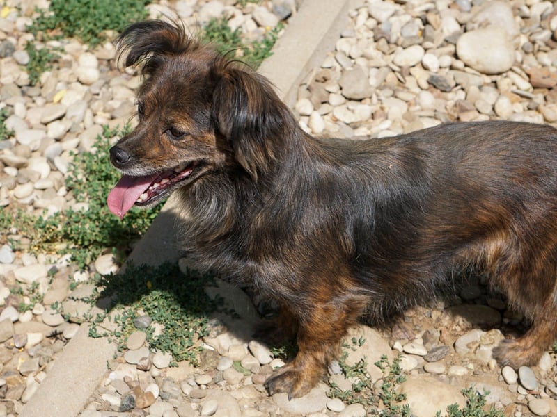 Kuckuck, wer schenkt Traumhündin EMILIJA ein liebevolles Zuhause? Kuckuck, wer schenkt Traumhündin EMILIJA ein liebevolles Zuhause?