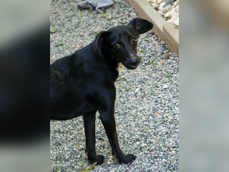 Kuckuck, wer schenkt Traumhündin FIONA ein liebevolles Zuhause?