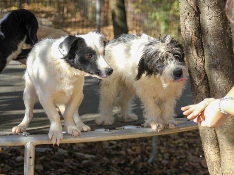 Traumprinz KELVIN ist ein fröhlicher und verspielter Hundebub