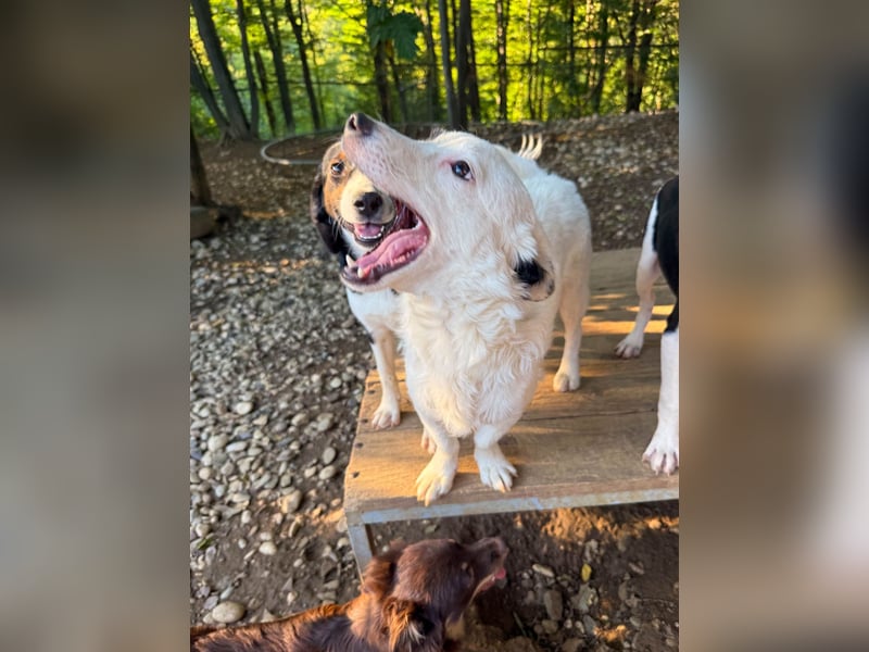 PUPIN, neugierig verspielt - bereit für viele Spiele- und Kuschelrunden