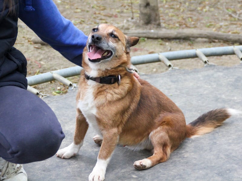 Kuckuck, zauberhafter AMON sucht liebevolle Familie Kuckuck, zauberhafter AMON sucht liebevolle Familie