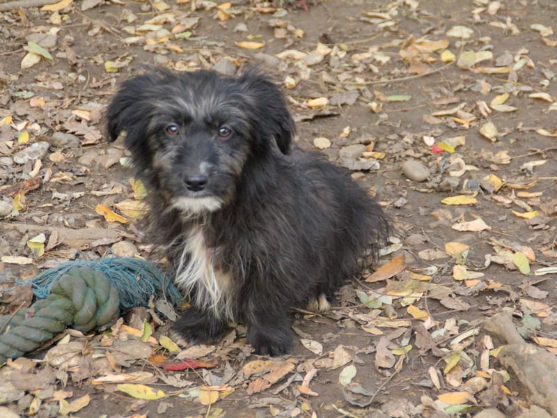 Freundlicher KAIRO möchte die Welt entdecken