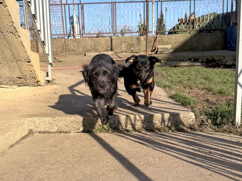 zauberhafte ROXANA möchte nach Hause reisen !