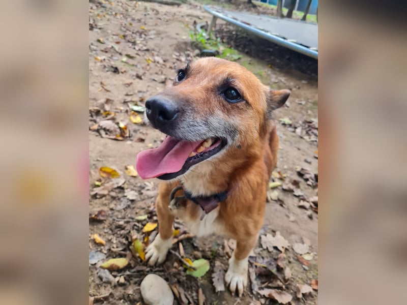 Kuckuck, zauberhafter AMON sucht liebevolle Familie Kuckuck, zauberhafter AMON sucht liebevolle Familie