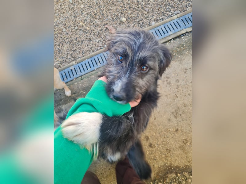 Kuscheln und Spielen im eigenen Zuhause, davon träumt die liebe KALINA