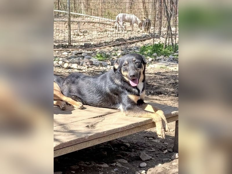 Neugierige ANIKA– ein Traum auf vier Pfoten