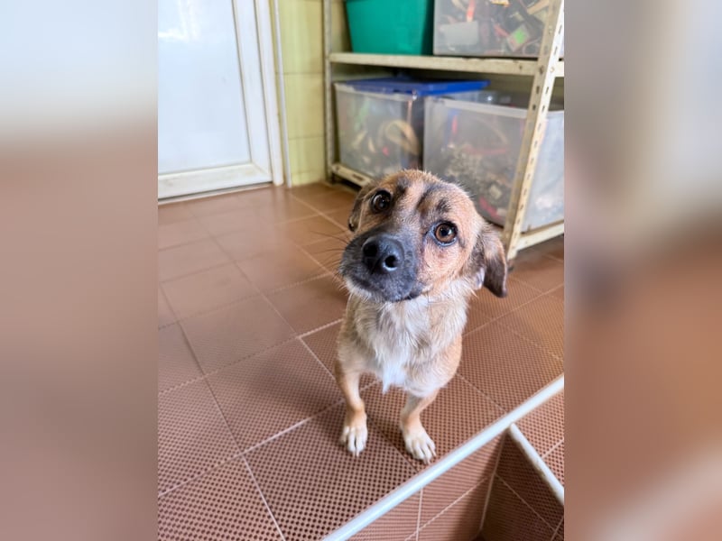 Schleckermaul MILLIE sucht nach ihren eigenen Leckerlispendern