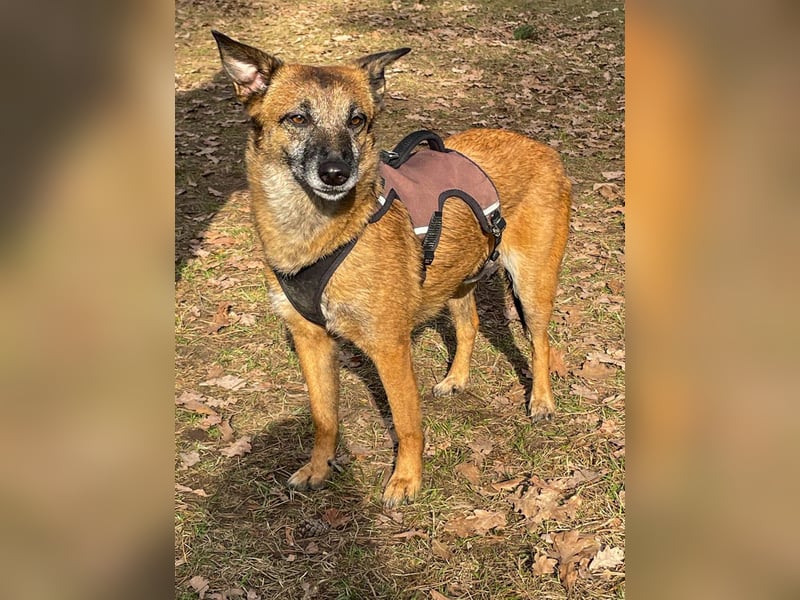 bezaubernde NISHA wartet in 91052 Erlangen auf ihre Herzensmenschen !