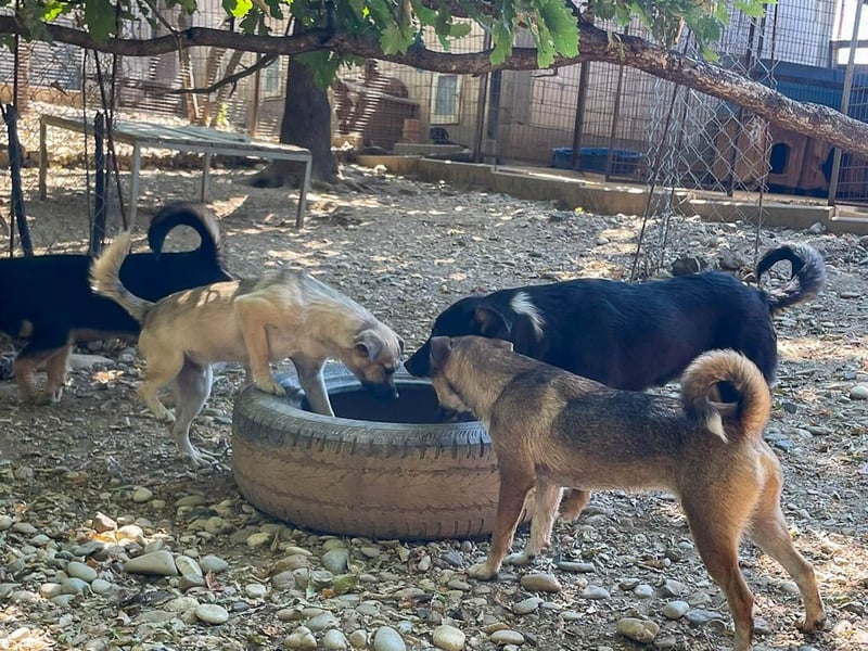 SMOKY sucht seine eigene Familie zum Spielen, Toben und Kuscheln ...