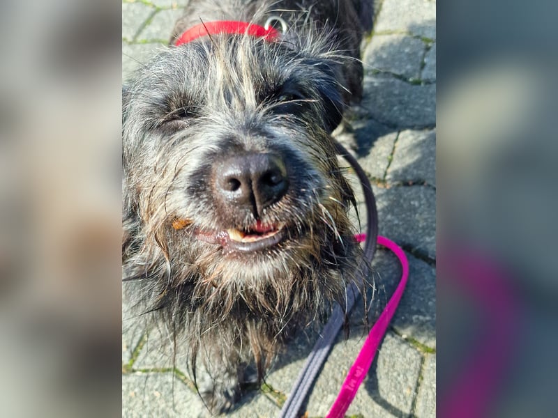 RAMONA, schon MAMA aber selbst noch auf der Suche nach Ihrem großen Glück - EIGENE HUNDEELTERN !