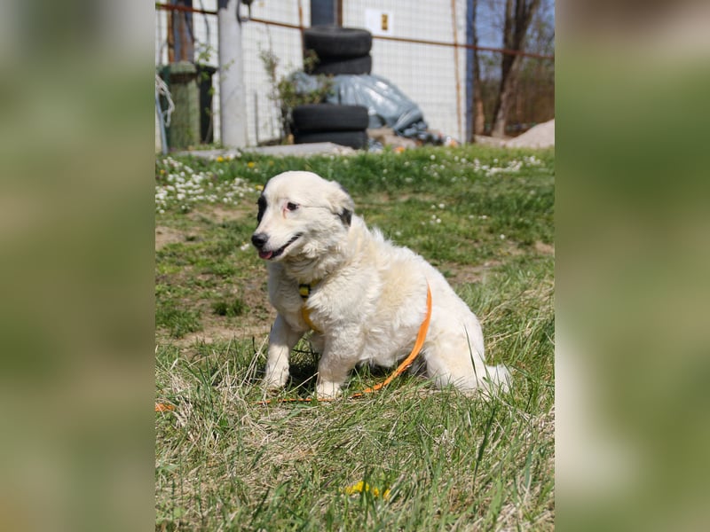 PUPIN einzigartig, lebensfroh - einfach PERFEKT !