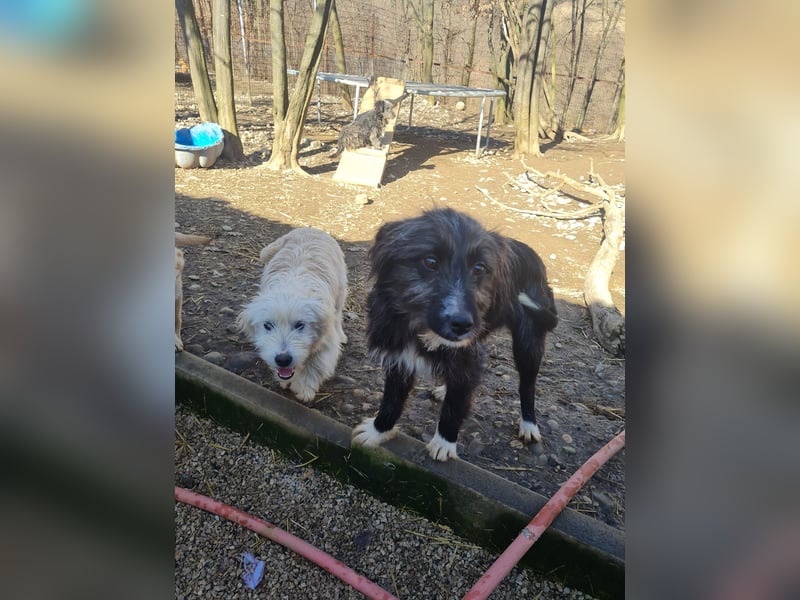Kuscheln und Spielen im eigenen Zuhause, davon träumt die liebe KALINA