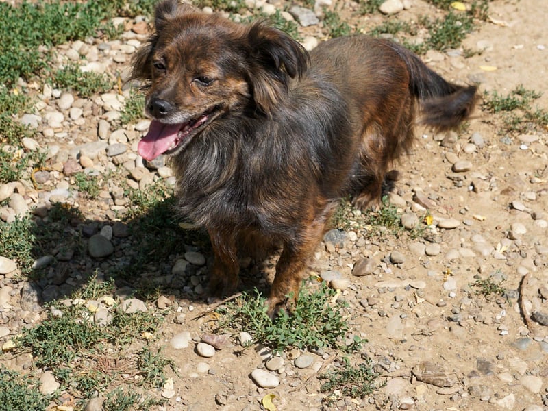 Hoppla - liebenswerte EMILIJA sucht ein liebevolles Zuhause