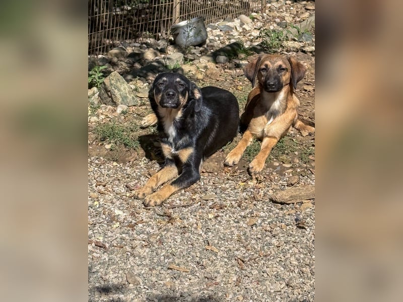 Neugierige ANIKA– ein Traum auf vier Pfoten