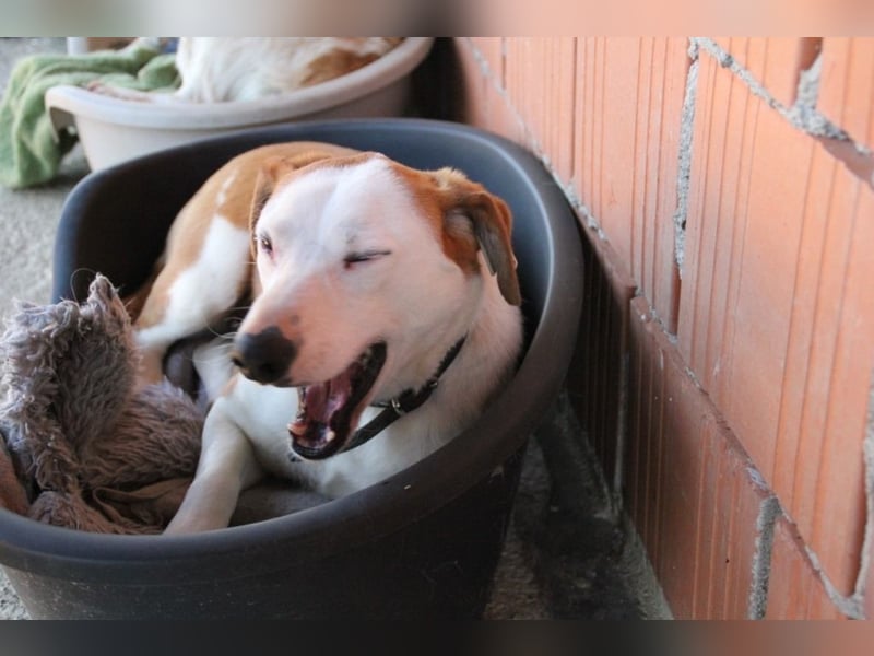 BEPI - Wer löst sein Ticket ins Glück und schenkt ihm ein liebevolles, ruhiges Zuhause