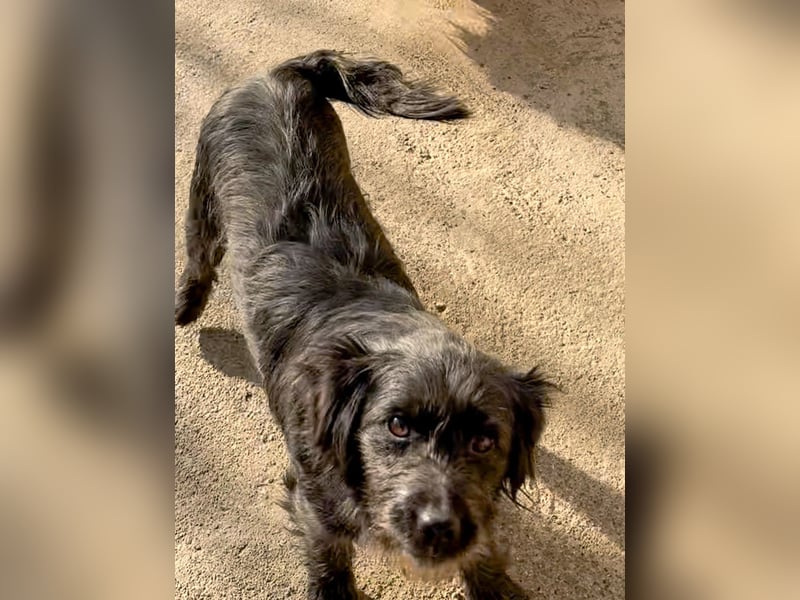 Zuckerschnauze RAMONA - bist du ihr Ticket ins Glück