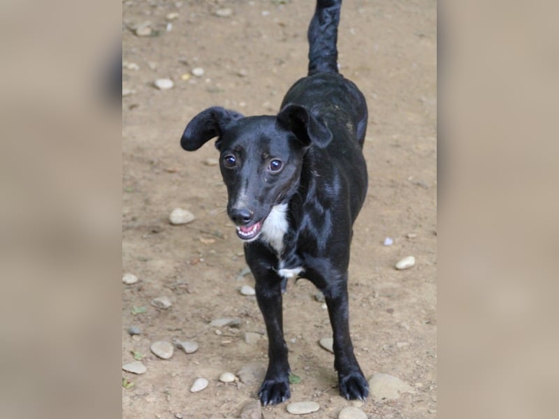 Kuckuck, wer schenkt Traumhündin FIONA ein liebevolles Zuhause?