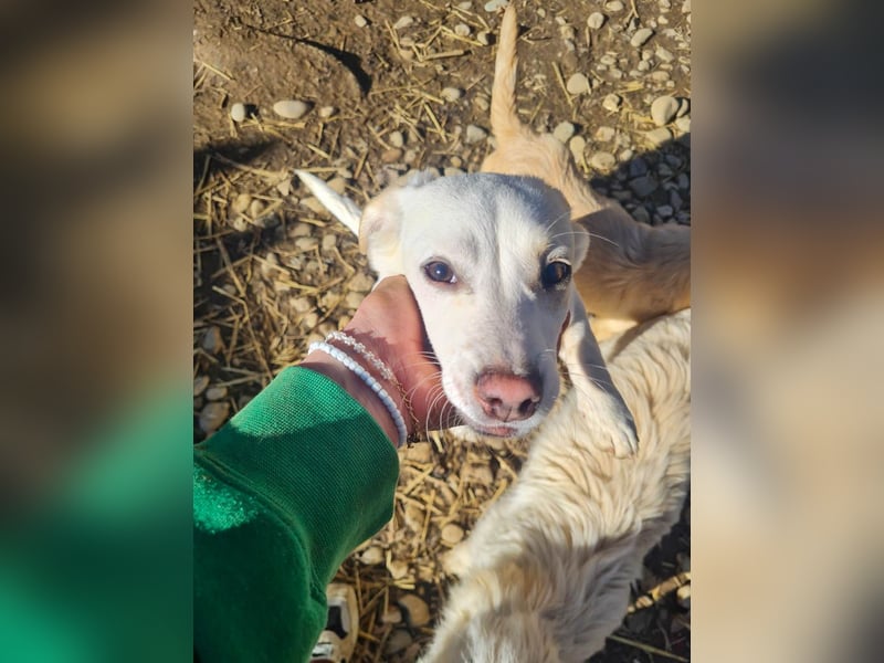 SKIPPER klein, frech, WUNDERBAR !