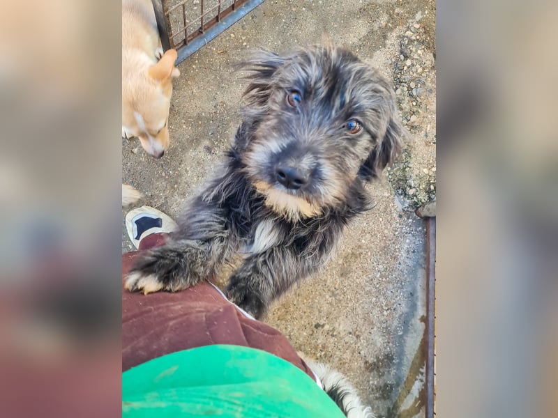 Freundlicher KAIRO möchte die Welt entdecken