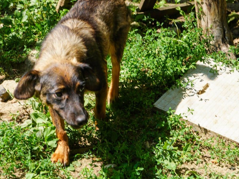 supersüße WELLA sucht nach DIR