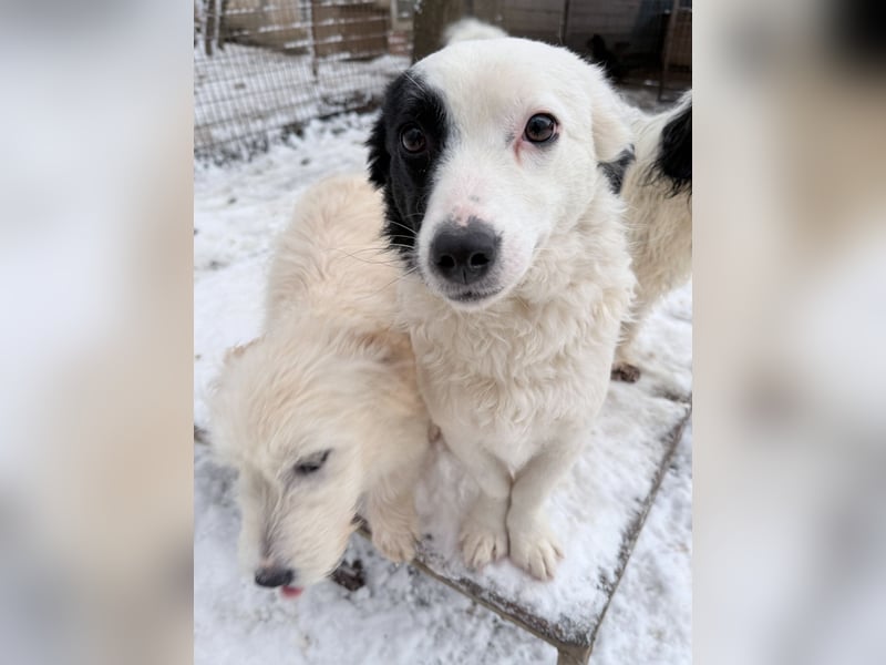 PUPIN einzigartig, lebensfroh - einfach PERFEKT !