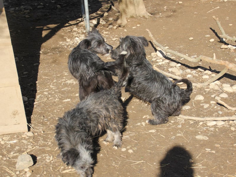 Freundlicher KAIRO möchte die Welt entdecken