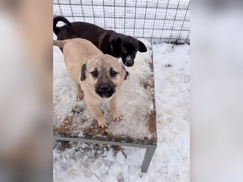 SMOKY kleine Schnauze - großes Herz zum Verlieben !
