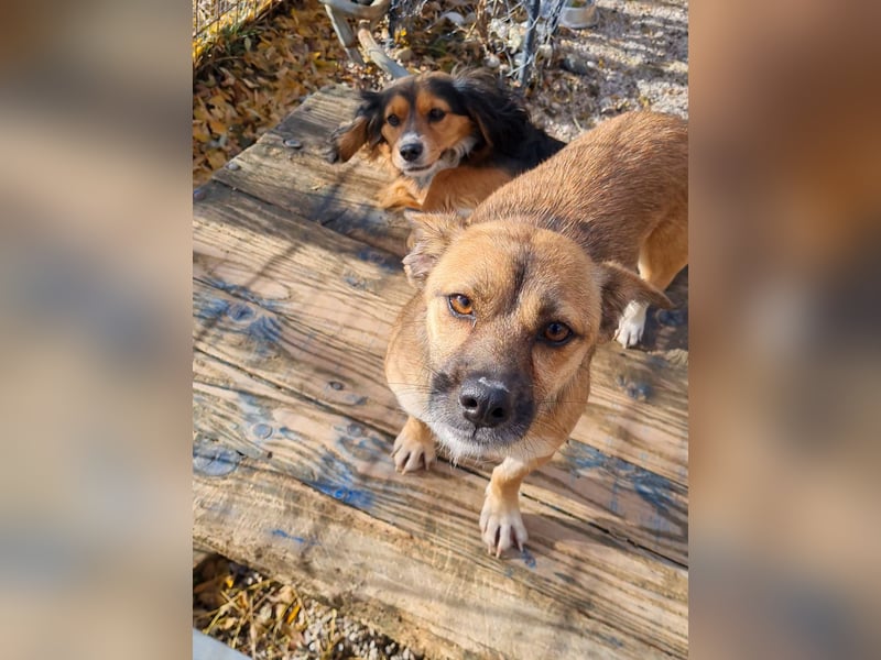 Schleckermaul MILLIE sucht nach ihren eigenen Leckerlispendern