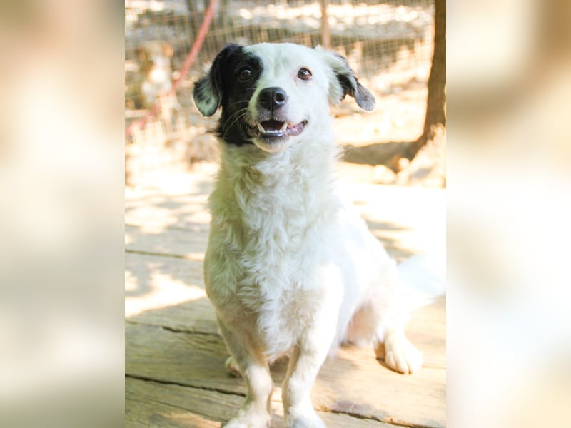 PUPIN, neugierig verspielt - bereit für viele Spiele- und Kuschelrunden