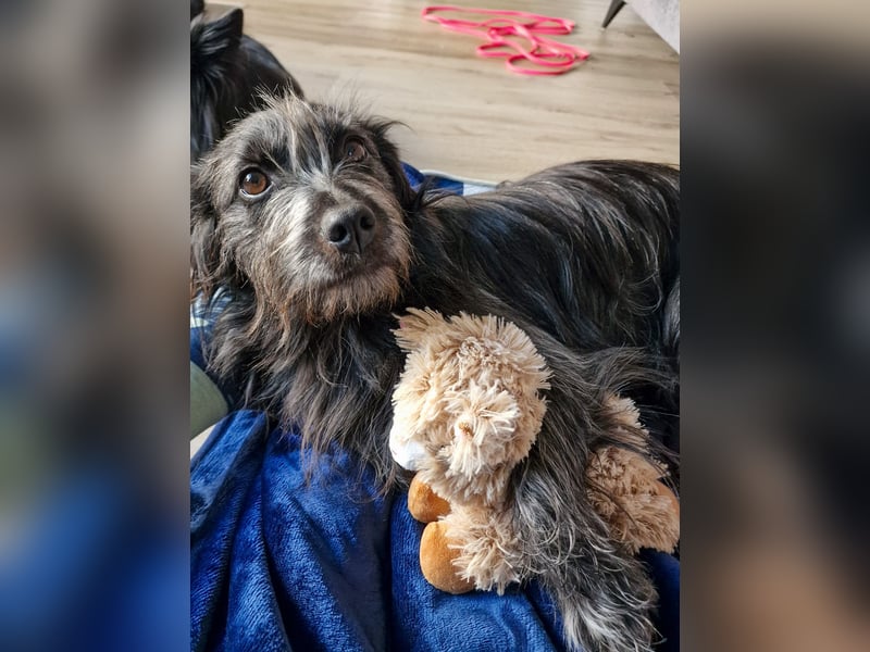 RAMONA, schon MAMA aber selbst noch auf der Suche nach Ihrem großen Glück - EIGENE HUNDEELTERN !