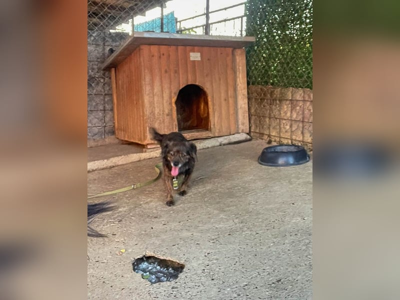 Hoppla - liebenswerte EMILIJA sucht ein liebevolles Zuhause