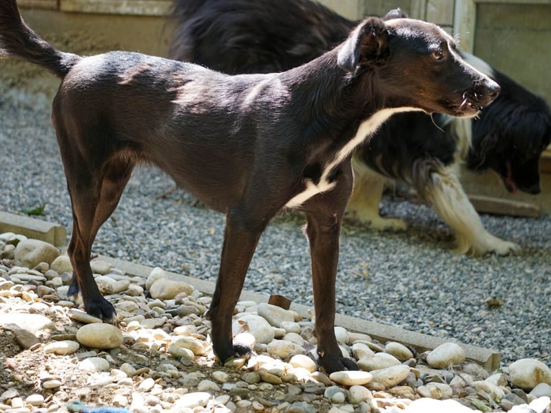 Kuckuck, wer schenkt Traumhündin FIONA ein liebevolles Zuhause?