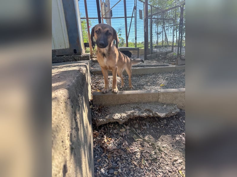 Schlaue ALMA sucht ein für immer Zuhause