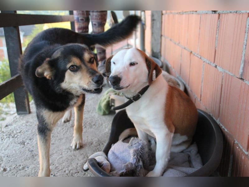 BEPI - Wer löst sein Ticket ins Glück und schenkt ihm ein liebevolles, ruhiges Zuhause BEPI - Wer löst sein Ticket ins Glück und schenkt ihm ein liebevolles, ruhiges Zuhause