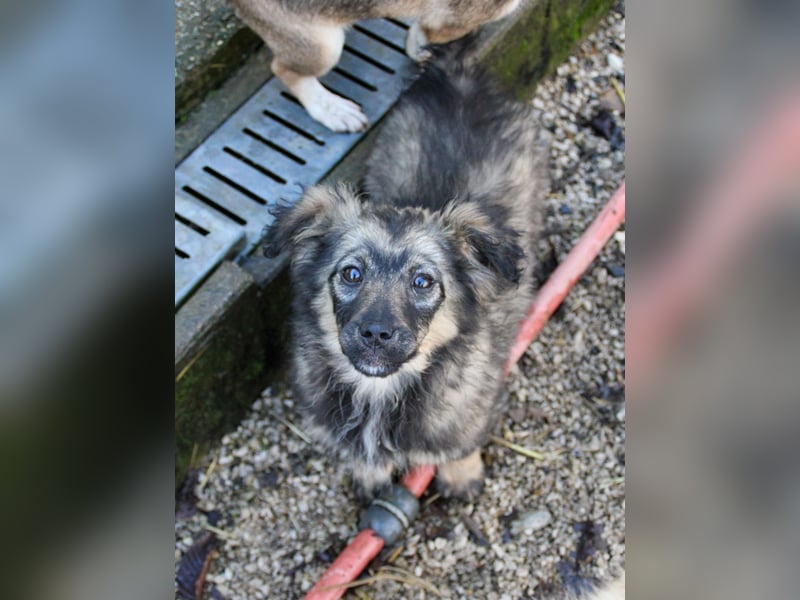 Entzückendes Hundemädel CASSI sucht liebevolles Zuhause