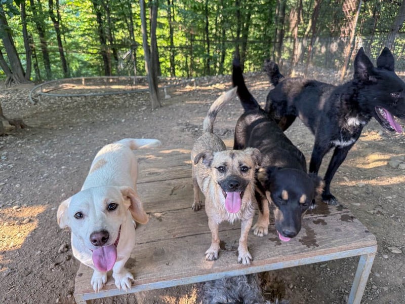 SMOKY sucht seine eigene Familie zum Spielen, Toben und Kuscheln ...