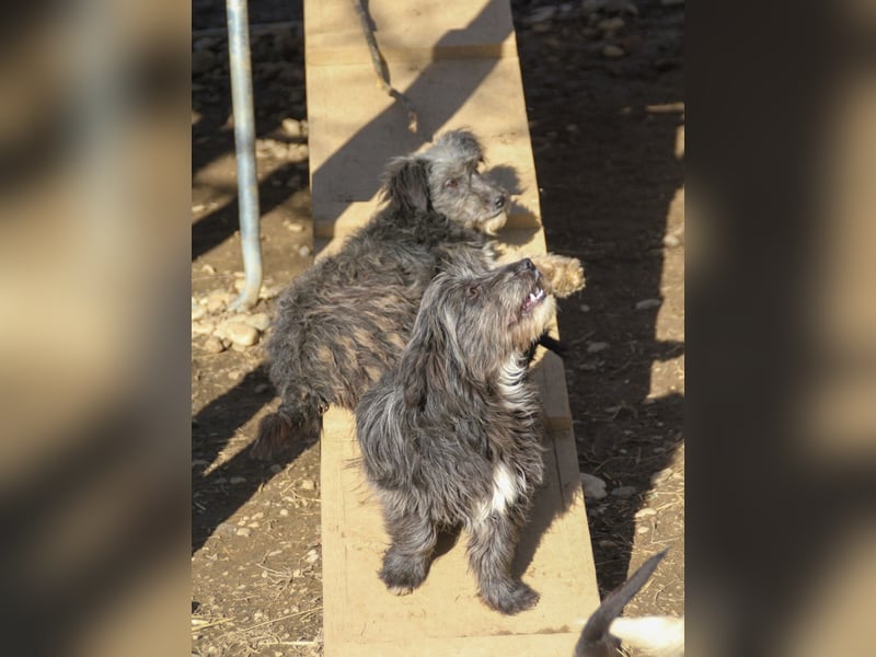 Freundlicher KAIRO möchte die Welt entdecken