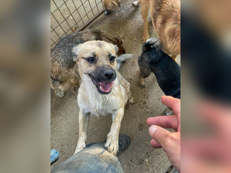 Fröhlicher SMOKY sucht Menschen zum Spielen und Toben!
