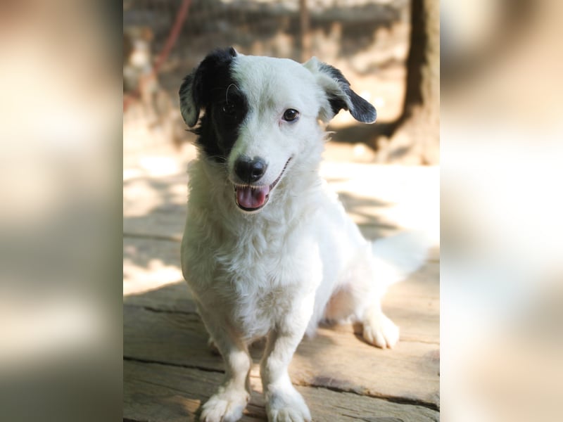 PUPIN, neugierig verspielt - bereit für viele Spiele- und Kuschelrunden