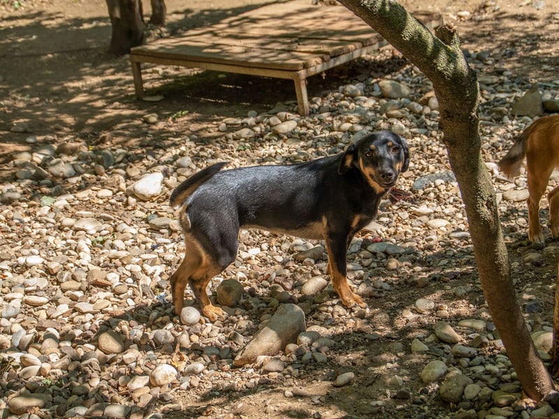 supersüße SMILLA möchte so gerne ihr eigenes zu Hause erschnüffeln